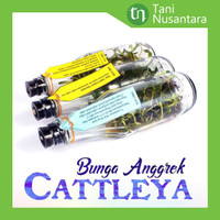 Bibit Bunga Anggrek CATTLEYA Anggrek Botol