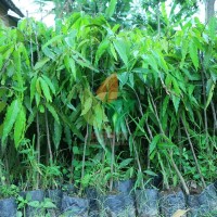 Bibit Pohon Glodok Pecut/Tiang