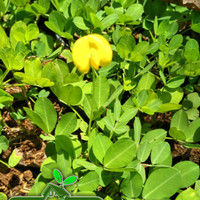 Tanaman Landep | Bibit Pohon Kacang Kacangan | Tanaman Penutup Tanah