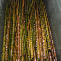 bambu cendani , bahan pangkal joran. murah