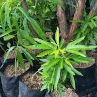 Bibit tanaman anti nyamuk pengusir nyamuk lavender-zodia-serai wangi
