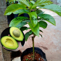 Bibit Tanaman Buah Alpukat Mentega