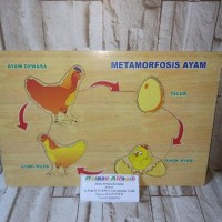 Mainan Anak Edukatif- Puzzle Metamorfosis Ayam kut