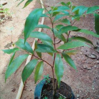 Varieatas Unggul. Bibit pohon gaharu aquilaria malaccensis super