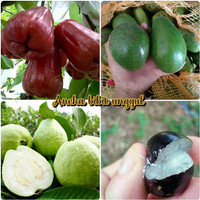 PAKET 4 JENIS BIBIT BUAH ANGGUR BRAZIL-BIBIT ALPUKAT-BIBIT JAMBU MADU