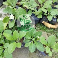 Jual 5 Bibit Herbal Daun Dewa