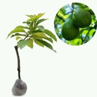 Bibit Tanaman Buah Alpukat Mentega Murah Kualitas Super
