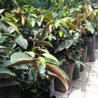 Bibit Pohon Kenitu Murah Kualitas Super