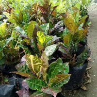 Bibit Bunga Puring Tanaman Hias Murah Kualitas Super