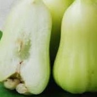 Tanaman Kebun Taman Bibit Jambu Madu Deli
