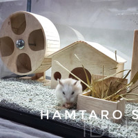 Terarium Kandang Hamster aquarium dan kayu unik, Handmade rumah hams