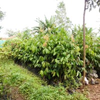 Tanaman Kebun Taman Bibit Kepel Super | Buah Burahol Super