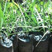 TERBARU paket 2 Bibit Pohon Kurma HYBRID impor dari Thailand/2kg