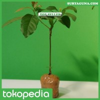 Bibit Alpukat Mentega Super