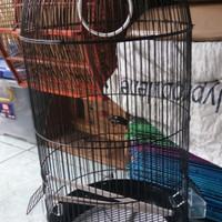 KANDANG BESI MODEL KAPSUL LOVEBIRD NAVO STD PINTU TENGAH D33xT65cm