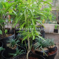 Bibit Pohon Daun Bunga Zodia Tanaman Pengusir Nyamuk