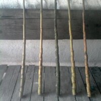 Bambu cendani btg joran pancing. Jenis : Sisik Naga Murah