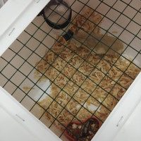 paket kandang saja plus 1 hamster boleh pilih jenis kelamin dan warna