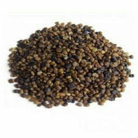 Ready 1 kg Benih Biji Pohon Indigofera Pakan Ternak bibit / biji