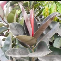 Jual Bibit Tanaman Daun Karet Kebo Herbal bibit / biji / benih
