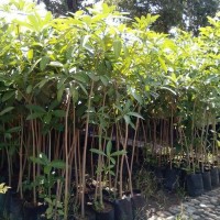 Jual Bibit Pohon Pule Pulai Bahan Bonsai bibit / biji / benih