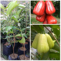 Promo 2 Bibit Jambu Air Madu Deli Hijau Dan Citra Jumbo bibit / biji