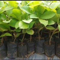 Promo Bibit Pohon Jati Solomon Lurus bibit / biji / benih