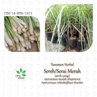 Tanaman Sereh Wangi Merah - Bibit Serai Minyak Pohon Herbal Berakar