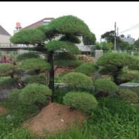 Jual Bibit Pohon Cemara Udang Bahan Bonsai/ Bibit /Biji / Benih