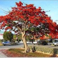 Jual 5 Ons Benih Biji Pohon Bunga Flamboyan Merah/ Bibit /Biji / Benih