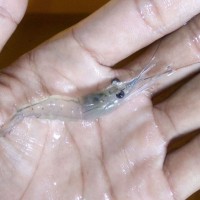 bibit udang galah