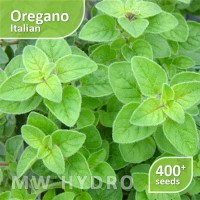 400 Seed - Benih Oregano Italian (Herbs/Herbal) - Import