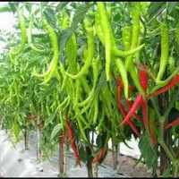 Benih Bibit Cabe Cabai Besar Hibrida F1 IMPERIAL 10 - 1 PROMO