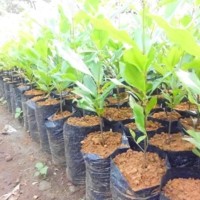 Bibit Cengkeh Super Super Kualitas Unggulan