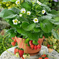 bibit buah strawberry earlybrite import