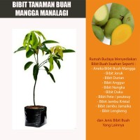 Bibit Tanaman Buah Mangga Manalagi