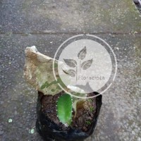 Jual Bibit buah naga kuning - Pohon buah naga kuning Murah