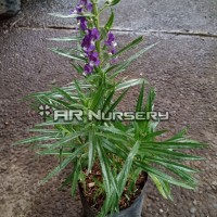 Tanaman hias bunga lavender - Bibit pohon bunga lavender - Angelonia