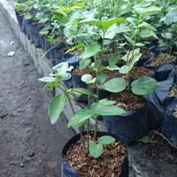 5 Bibit Bunga Hias Melati Putih Wangi