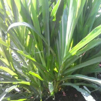 Promo 20 Bibit Stek Rumput Odot Pakan Ternak