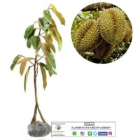 Bibit Durian Petruk Kaki3