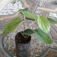 Bibit Tanaman Merica Lada Perdu Unggulan