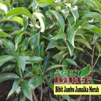 Bibit Pohon Jambu Air Jamaika Merah - Buah Jambu Bol Jamaica Maroon