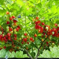 Bibit / Benih / Seeds Red Chupetinho Pepper Cabe Unik Merah Lucu