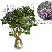 Bibit Tanaman Bunga Monic Lavender Ungu