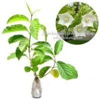 Bibit Bunga Melati Pandan Wangi