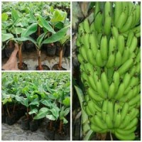 paket 1000 bibit pisang cavendish kultur jaringan