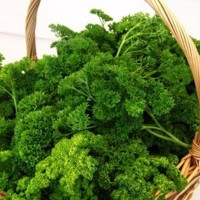 Benih Sayur atau Herbs Peterseli / Parsley isi 200 Buti Murah