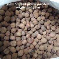 Benih Biji Pohon Jati Emas Mas Super Unggul 5kg
