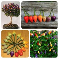 BIBIT CABE BENIH Cabai Pelangi IMPORT
